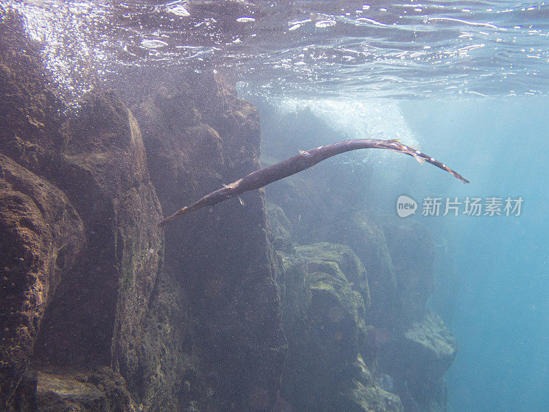 La Palma, Playa de los canajos的喇叭鱼(Aulostomus maculatus)， Cumbre Vieja火山爆发造成的浑浊的水，以及水中存在的火山灰。